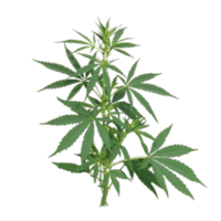 Cannabis sativa